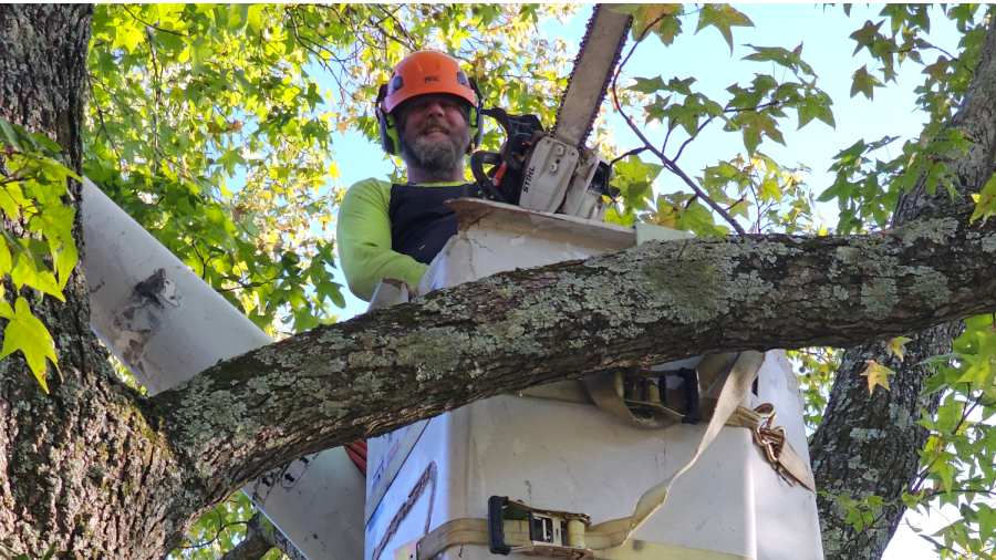 Trimming & Pruning Service
